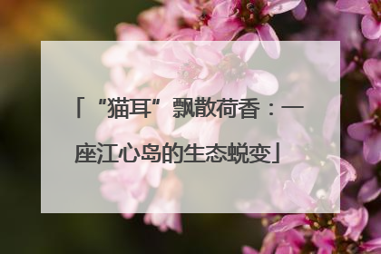 “猫耳”飘散荷香：一座江心岛的生态蜕变