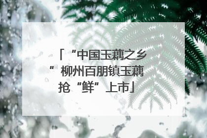 “中国玉藕之乡”柳州百朋镇玉藕抢“鲜”上市