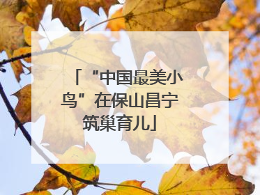 “中国最美小鸟”在保山昌宁筑巢育儿