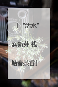 “活水”润新芽 钱塘春茶香