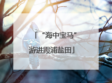“海中宝马”游进霞浦盐田