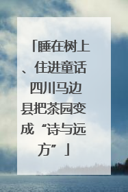 睡在树上、住进童话 四川马边县把茶园变成“诗与远方”