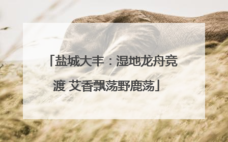 盐城大丰：湿地龙舟竞渡 艾香飘荡野鹿荡