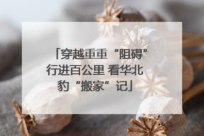 穿越重重“阻碍”行进百公里 看华北豹“搬家”记
