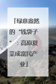 绿意盎然的“钱袋子”：高原夏菜成富民产业
