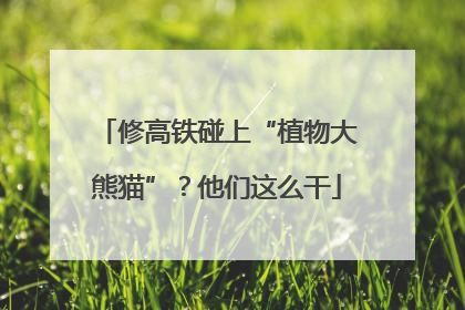 修高铁碰上“植物大熊猫”？他们这么干