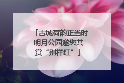 古城荷韵正当时 明月公园邀您共赏“别样红”