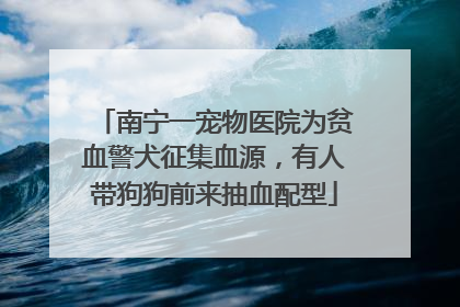 南宁一宠物医院为贫血警犬征集血源，有人带狗狗前来抽血配型