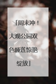 周末冲！大观公园双色睡莲惊艳绽放
