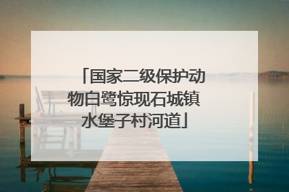 国家二级保护动物白鹭惊现石城镇水堡子村河道
