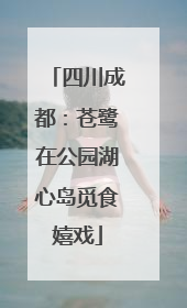四川成都：苍鹭在公园湖心岛觅食嬉戏