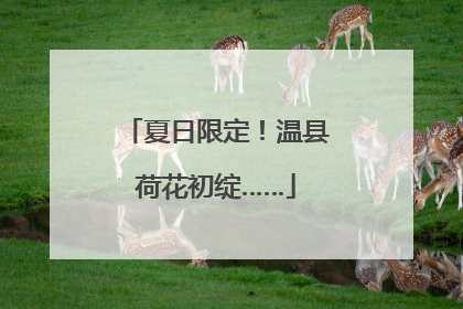 夏日限定！温县荷花初绽……