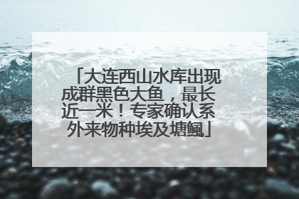 大连西山水库出现成群黑色大鱼，最长近一米！专家确认系外来物种埃及塘鲺