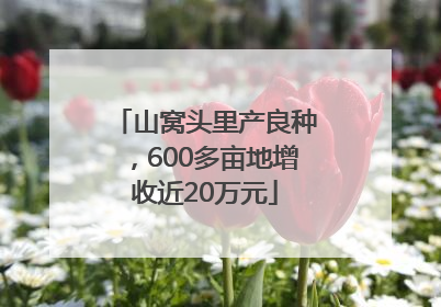 山窝头里产良种，600多亩地增收近20万元