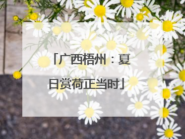 广西梧州：夏日赏荷正当时