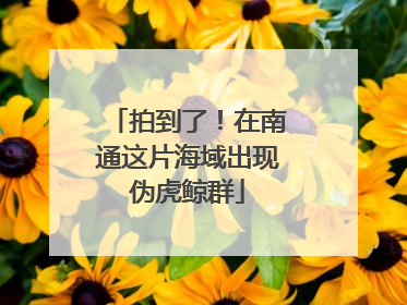 拍到了！在南通这片海域出现伪虎鲸群