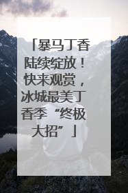 暴马丁香陆续绽放！快来观赏，冰城最美丁香季“终极大招”