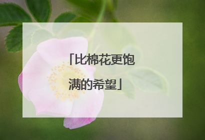比棉花更饱满的希望
