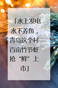 水上发电水下养鱼，青岛这个村百亩竹节虾抢“鲜”上市