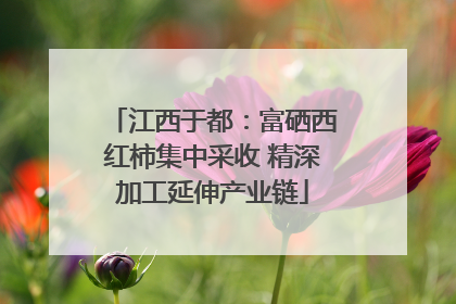 江西于都：富硒西红柿集中采收 精深加工延伸产业链