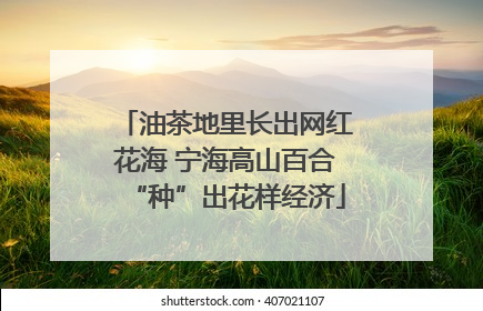 油茶地里长出网红花海 宁海高山百合“种”出花样经济