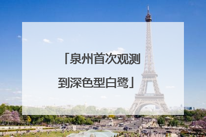 泉州首次观测到深色型白鹭