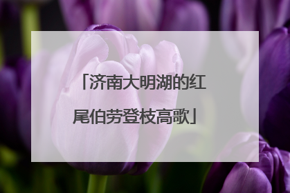 济南大明湖的红尾伯劳登枝高歌
