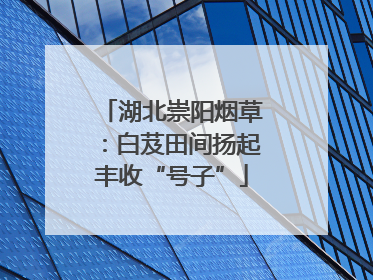 湖北崇阳烟草：白芨田间扬起丰收“号子”