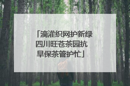 滴灌织网护新绿 四川旺苍茶园抗旱保茶管护忙