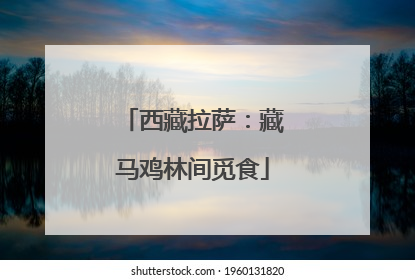 西藏拉萨：藏马鸡林间觅食