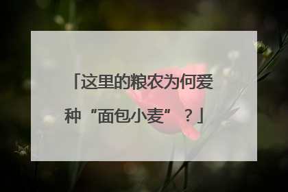 这里的粮农为何爱种“面包小麦”？