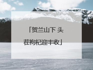 贺兰山下 头茬枸杞迎丰收