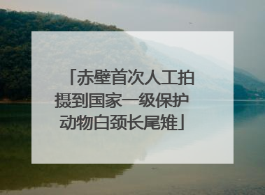 赤壁首次人工拍摄到国家一级保护动物白颈长尾雉