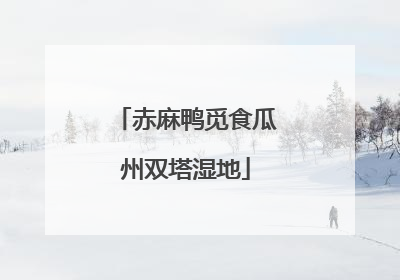 赤麻鸭觅食瓜州双塔湿地