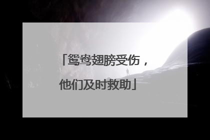 鸳鸯翅膀受伤，他们及时救助